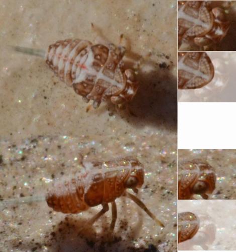 Issus coleoptratus